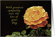 Sorry, for the Loss of Your dog, yellow orange rose card