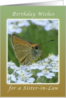 Happy Birthday, Sister-in-Law, Butterfly on White Yarrow Flowers card