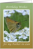 Happy Birthday, Father-in-Law, Butterfly on White Yarrow Flowers card