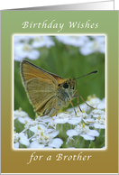 Happy Birthday, Brother, Butterfly on White Yarrow Flowers card