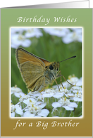 Happy Birthday, Big Brother, Butterfly on White Yarrow Flowers card