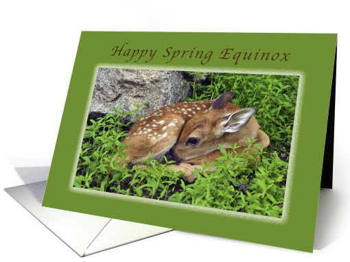 Happy Spring Equinox, Fawn resting on the forest floor. card (1120412)