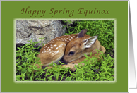 Happy Spring Equinox, Fawn resting on the forest floor. card