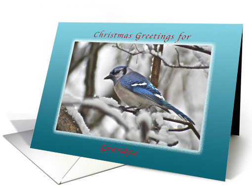 Christmas Greetings for a Grandpa, Bluejay in Snow card (1125990)
