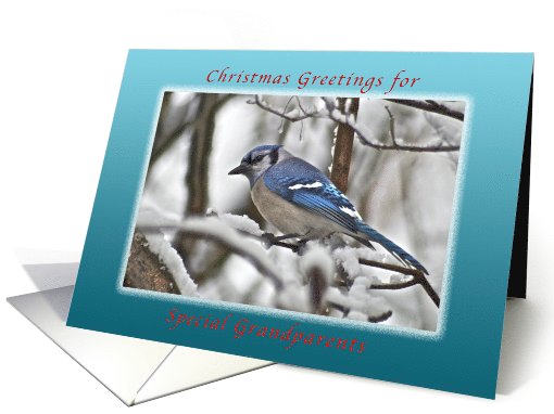 Christmas Greetings for Grandparents, Bluejay in Snow card (1125992)