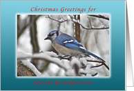 Christmas Greetings for Grandparents, Bluejay in Snow card