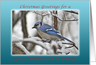 Christmas Greetings for Nephew and His Family, Bluejay in Snow card