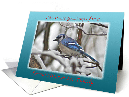 Christmas Greetings for a Sister and Her Family, Bluejay in Snow card