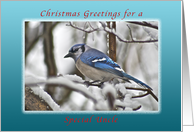 Christmas Greetings for a Uncle, Bluejay in Snow card
