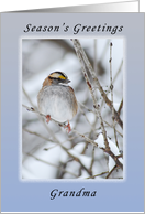 Season’s Greetings Grandma, White-Throated Sparrow card