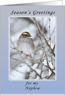 Season’s Greetings My Nephew, Sparrow in the Winter card