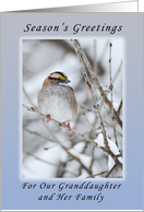 Season’s Greetings Our Granddaughter and Family, Sparrow in the Winter card