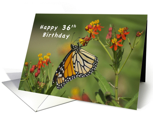 Happy 36th Birthday, Monarch Butterfly on Red Milkweed Flowers card