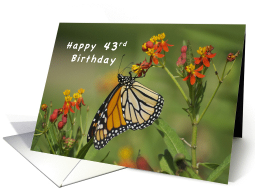 Happy 43rd Birthday, Monarch Butterfly on Red Milkweed Flowers card