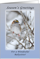 Season’s Greetings, for a Babysitter, White Throated Sparrow card