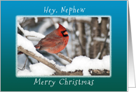 Hey, Nephew Merry Christmas, A Cardinal in the snow card