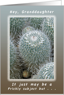 Another Birthday a Prickly Subject for a Granddaughter card