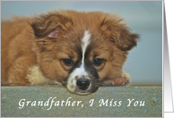 I Miss My Grandfather, cute Puppy with Lonely looking eyes card