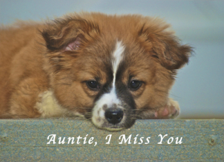 I Miss My Auntie,...