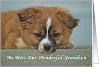 We Miss You Grandson, Cute Puppy with Lonely Looking Eyes card