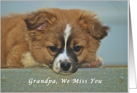 We Miss You Grandpa, Cute Puppy with Lonely Looking Eyes card