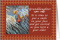Happy Birthday to a Granddaughter, Clown Fish with Gingham backdrop card