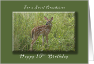 Happy 19th Birthday for a Grandniece, A young Fawn in the spring card