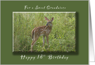 Happy 18th Birthday for a Grandniece, A young Fawn in the spring card