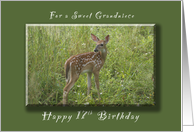 Happy 17th Birthday for a Grandniece, A young Fawn in the spring card