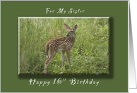 Happy 16th Birthday for my Sister, A Young Fawn in the Spring card