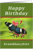 Happy Birthday Granddaughter, Butterfly card