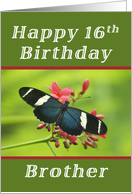 Happy 16th Birthday Brother, Butterfly card