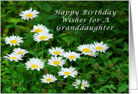 Happy Birthday Granddaughter, Daisies in the Sun card