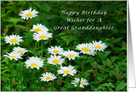 Happy Birthday Great Granddaughter, Daisies in the Sun card