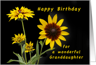 Happy Birthday Granddaughter, Rudbeckia flowers card