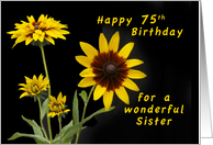 Happy 75th Birthday for a Sister, Rudbeckia flowers card