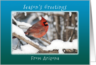 Season’s Greetings from Arizona, Cardinal in the Snow. card