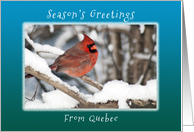 Season’s Greetings from Ouebec, Canada, Cardinal in the Snow. card
