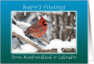Season’s Greetings from Newfoundland & Labrador, Cardinal in the Snow. card