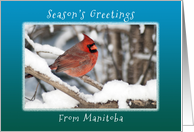 Season’s Greetings from Manitoba, Canada, Cardinal in the Snow. card