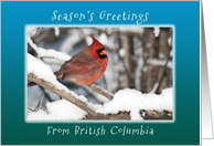 Seasons Greetings from British Columbia, Canada, Cardinal in the Snow. card