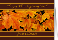 Happy Thanksgiving Wishes from Colorado, Maple Leaves card