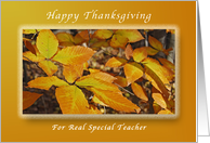 Happy Thanksgiving for a Teacher, Autumn Beech Leaves card