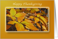 Happy Thanksgiving, Autumn Beech Leaves card