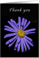 Thank You Purple Aster card