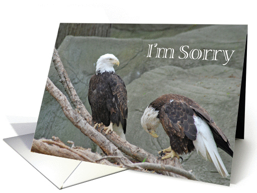 I'm Sorry forgive me card (950079)