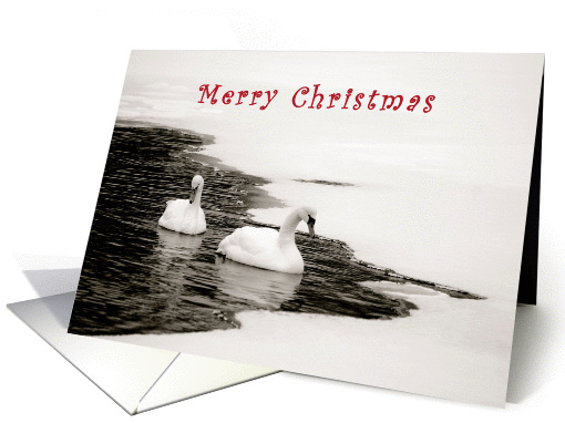 Merry Christmas Snowy Swans card (953735)