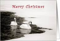 Merry Christmas Snowy Swans card