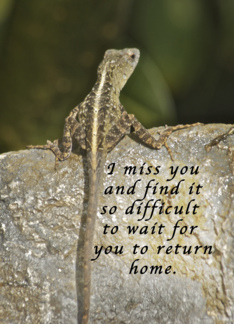 Miss You, Waiting...