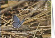 Happy Birthday, Eastern Blue Tail Butterfly card